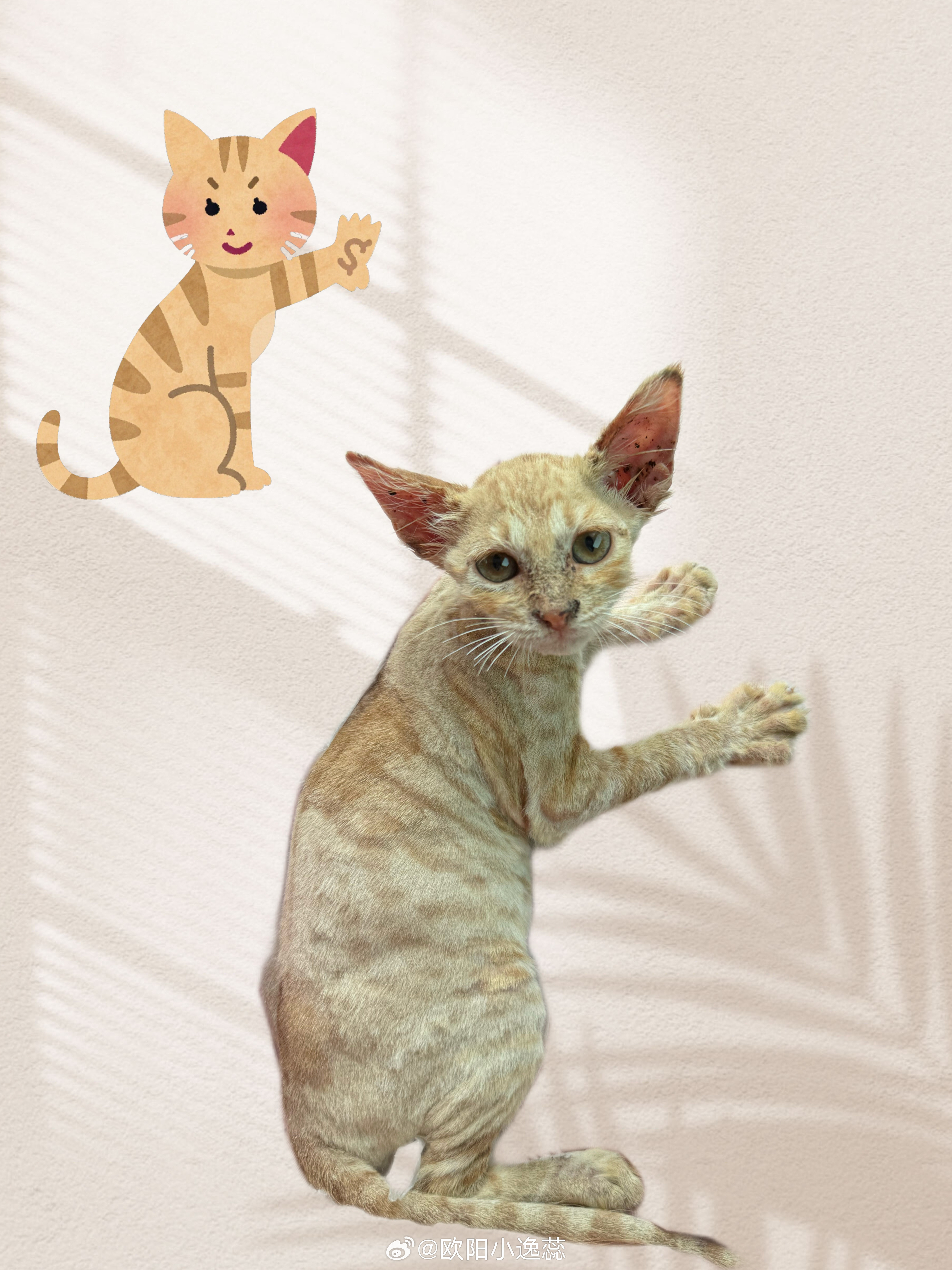 我就说吧！我家“咖啡”是一只超级漂亮的小猫🐈“灵魂被爱以后，血肉疯狂生长”​