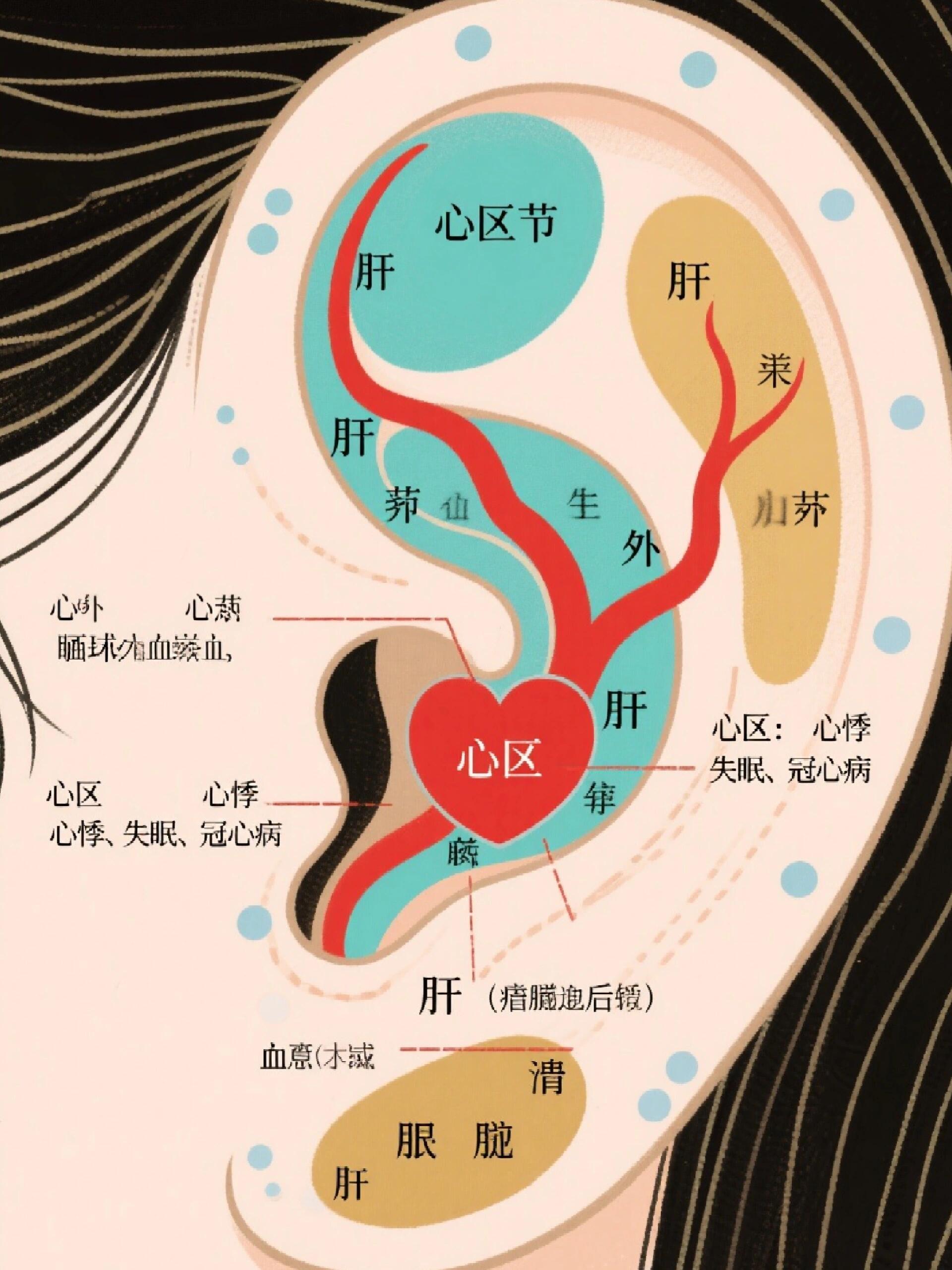 耳朵是人体的“微型健康晴雨表”，其形态、色泽、触感等变化常能反映身体内部的健康状