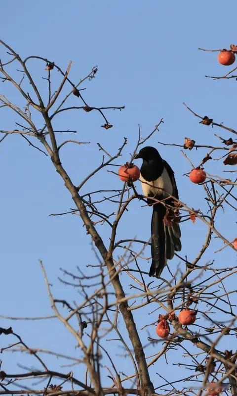 上联:风摇雪影梅香远;下联:霜染鹊歌音带寒。友友请邀下联友友请出上联友友