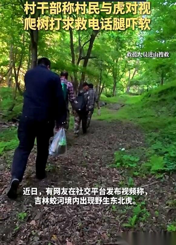 扒开灌木丛的瞬间，他手里的小竹篓“啪”地掉在地上。不到十米远，一只野生东北虎正压