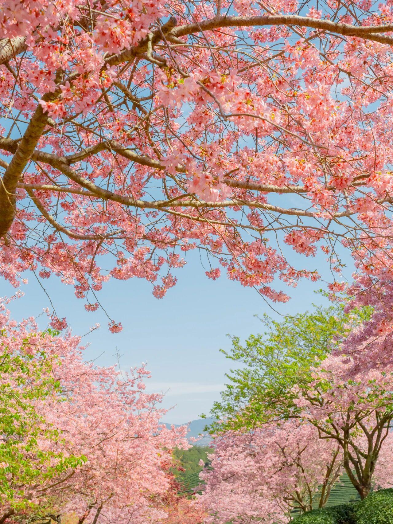 ✨台品樱花茶园：种植面积超1000亩，足足10000多株名贵樱花，42个名贵品种