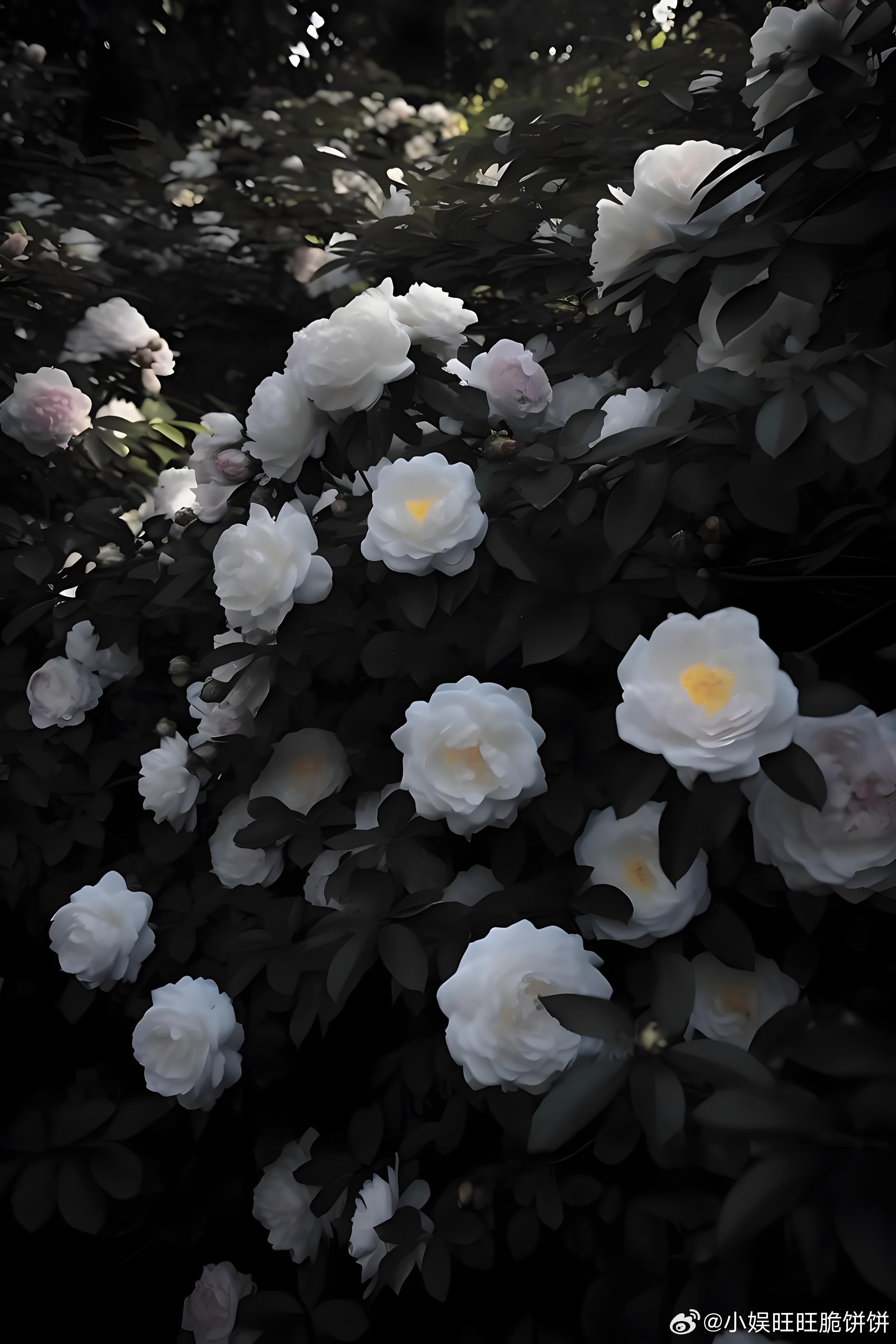 山茶花的种植方法：1.选苗与土壤：选择健康、无病虫害的山茶花苗木，土壤要求疏松