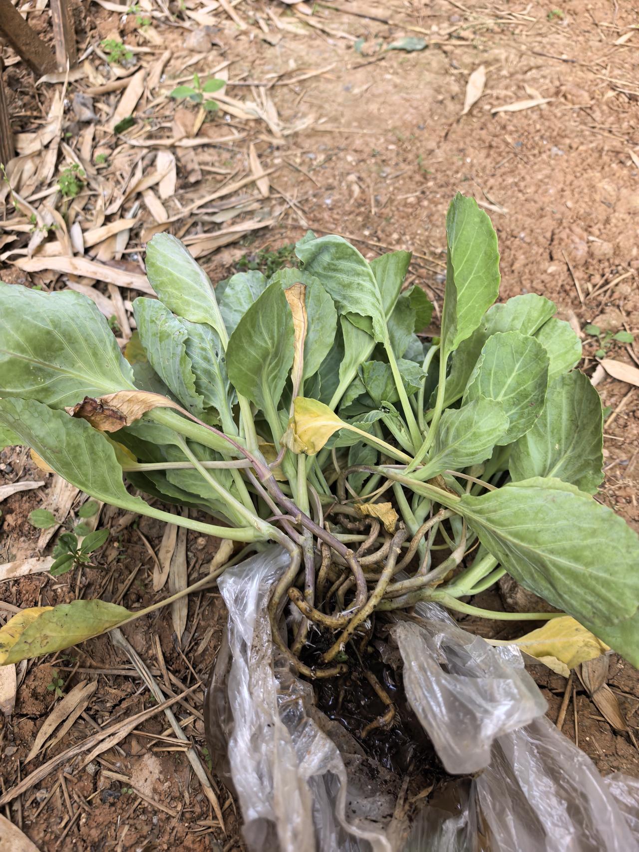 种菜了，种菜了，小院菜地里种了10颗包菜。之前种了14棵西红柿，4棵秋葵。