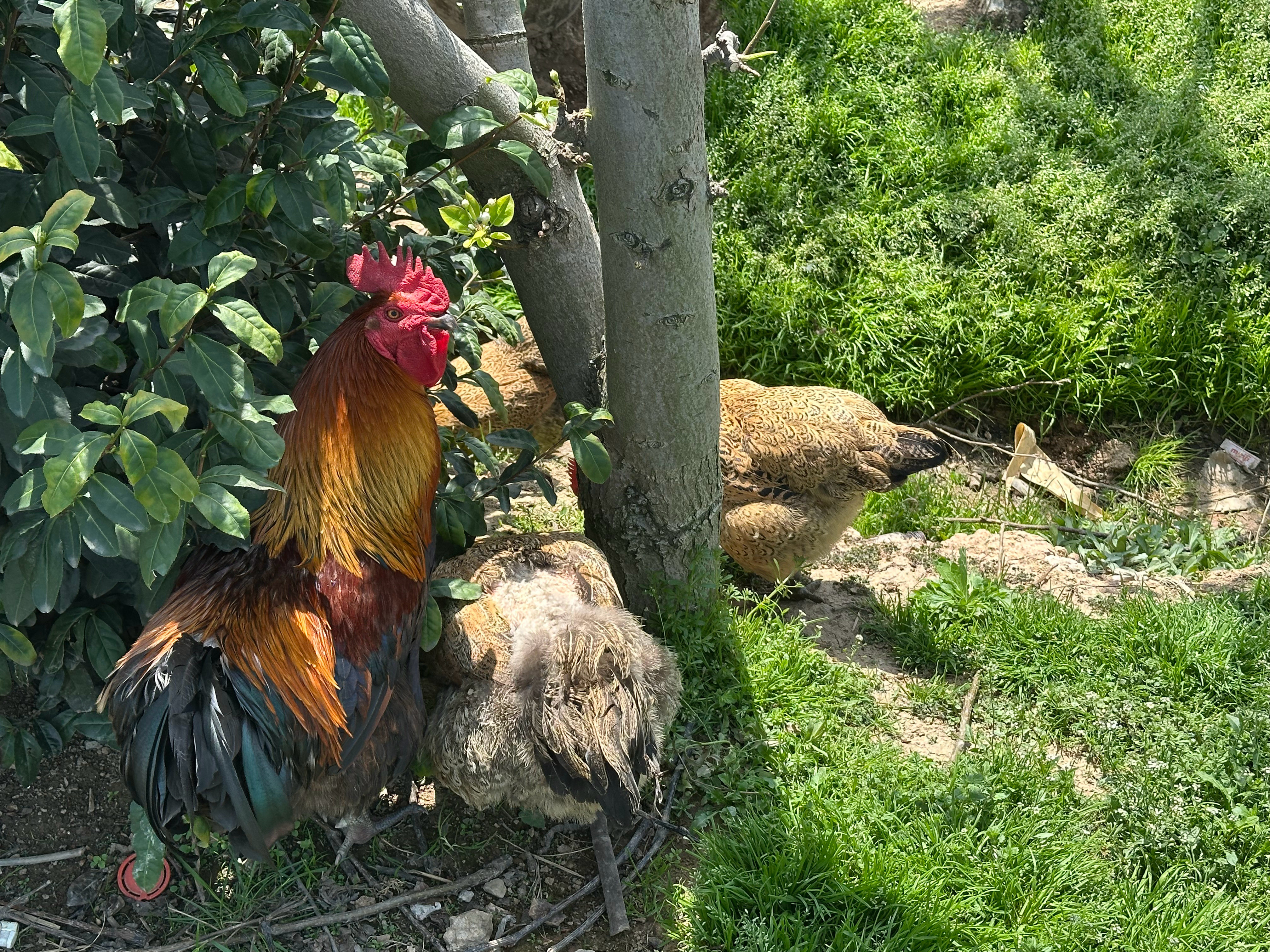 去爬山，看到土鸡了苏州·江苏大阳山国家森林公园植物园景区
