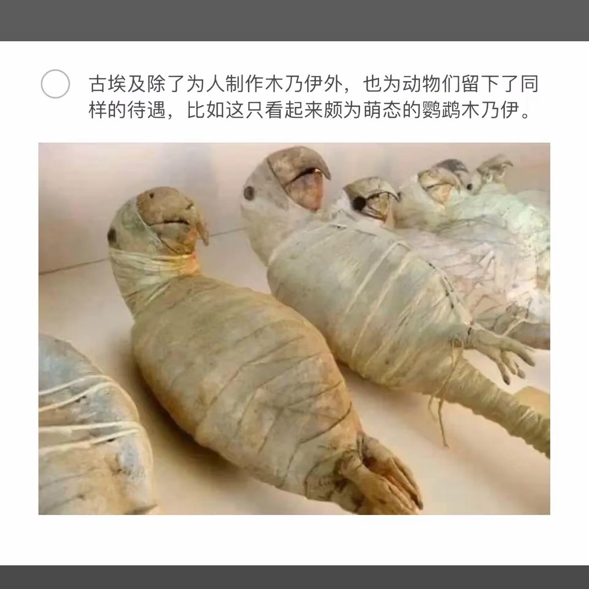 古埃及的萌宠木乃伊，动物们也享有同样待遇！🦜🧟‍♀️