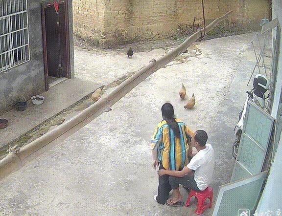 老夫妻秀恩爱摔断凳，狗子吓跑！