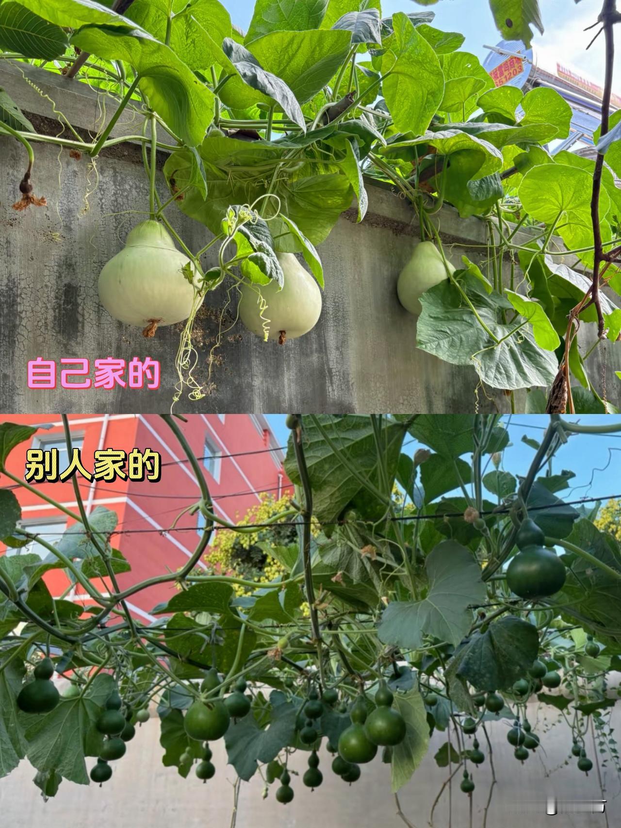 买到了假种子吗？虽是葫芦的一种，但不是我想要的那一种呀。我买的和我得到的，