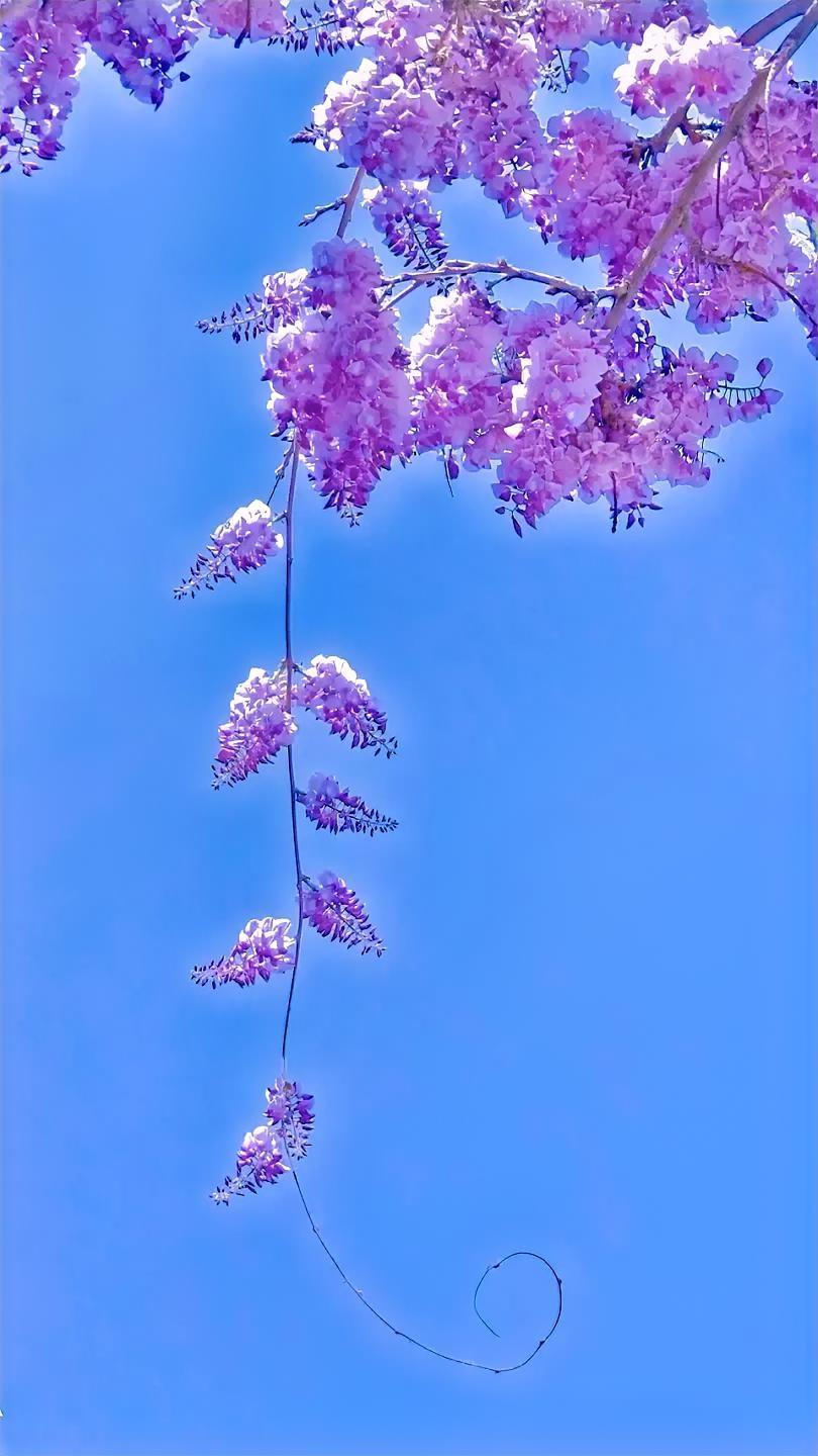 好看的手机壁纸，需要的随时取用！壁纸手机壁纸高清壁纸赏心悦目壁纸