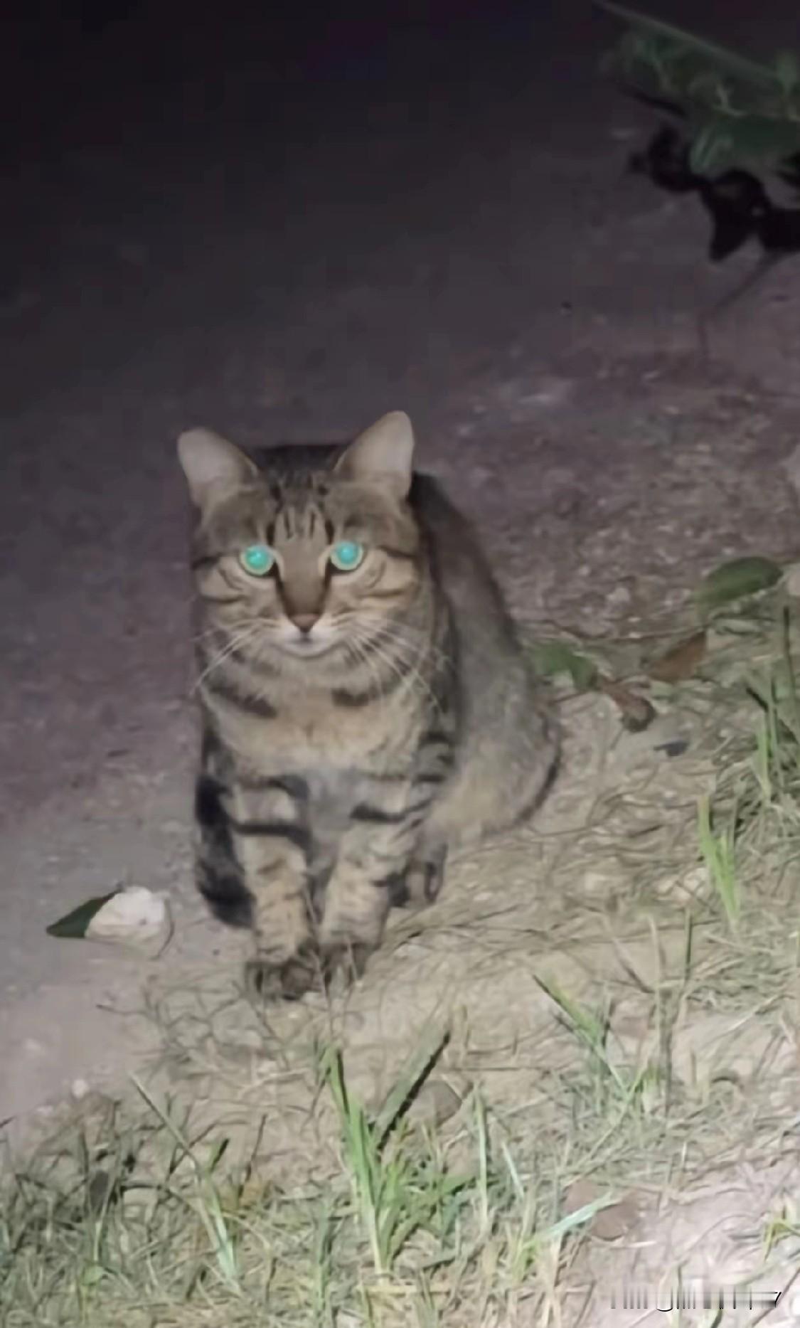 野钓遇“猫保镖”！钓友喂鱼换守护，这波双向奔赴太暖了夜钓正盯漂入迷，身后突