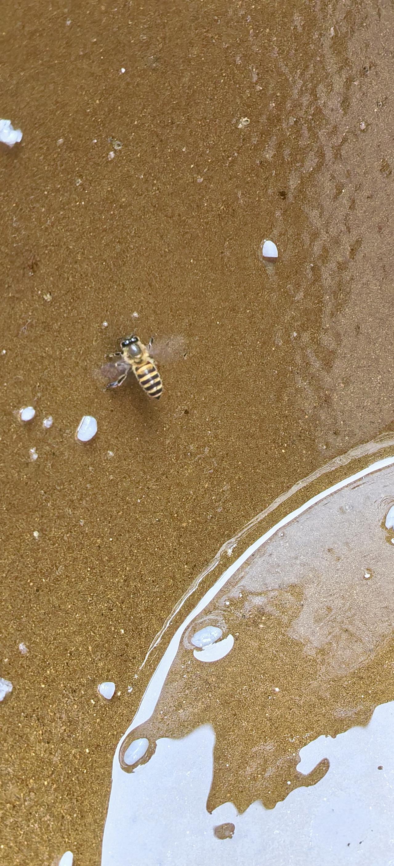 “冬天还有蜜蜂？”航都大街新夜市，一只中华蜂连蹲七天，只认一口老坛醪糟。