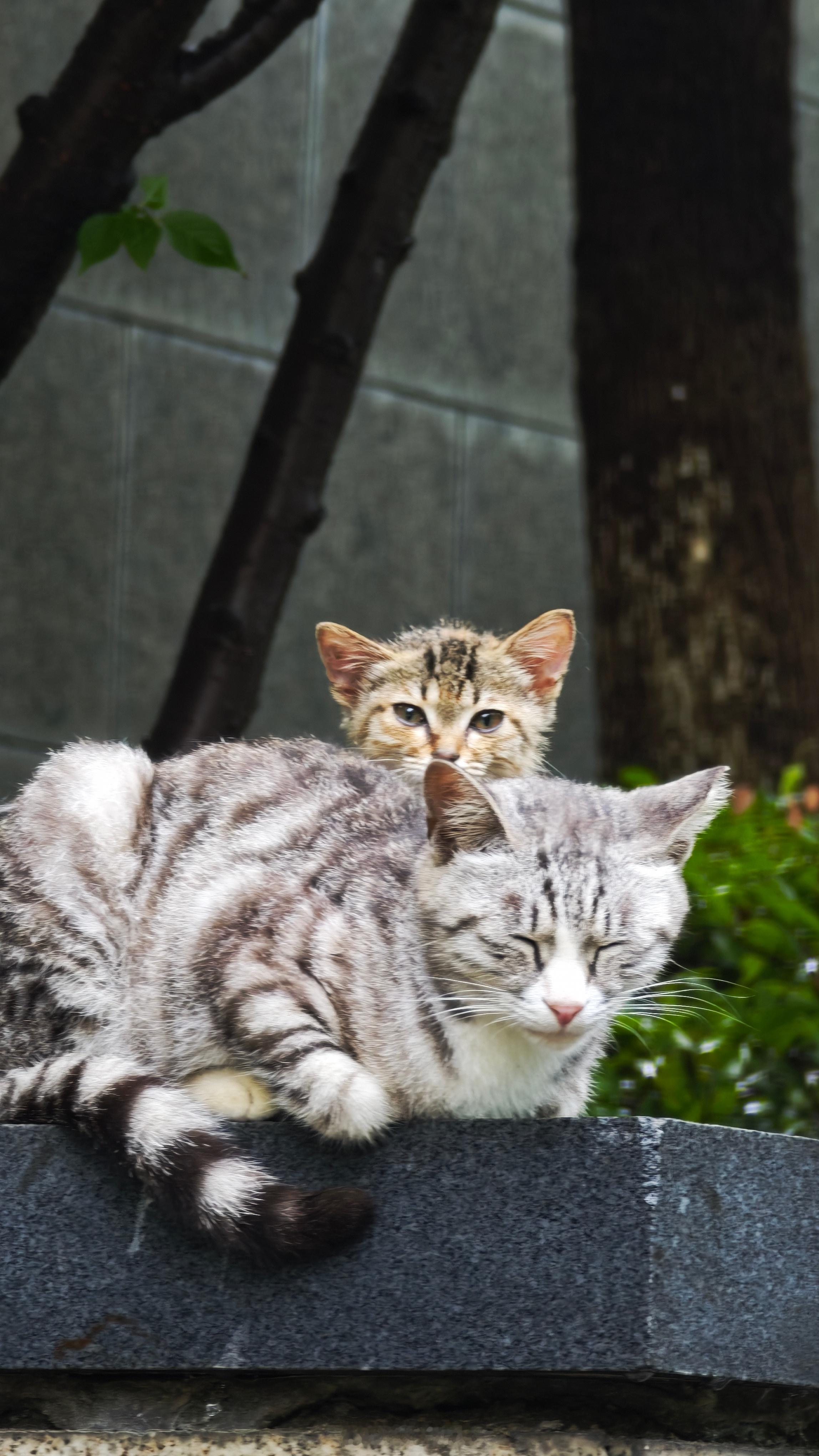 小区长猫系列猫咪