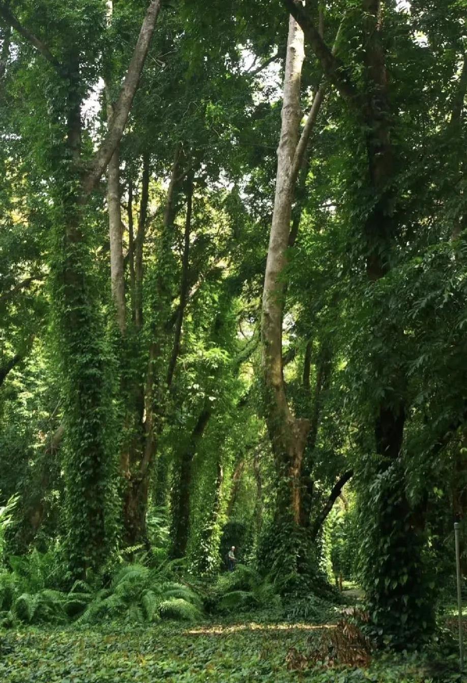 考考大家的眼力，老公给我拍的照，大家找找我在哪里？出门旅游我就爱拍花花草草等植物