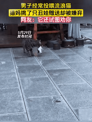 笑不活了！一男子经常投喂一只怀孕的母猫，后面母猫下崽了，还特意叼了一只最丑的小猫