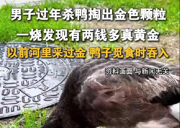 湖南男子过年杀鸭，从鸭肚子里掏出超6克黄金，网友：天降横财最近湖南邵阳的刘先生