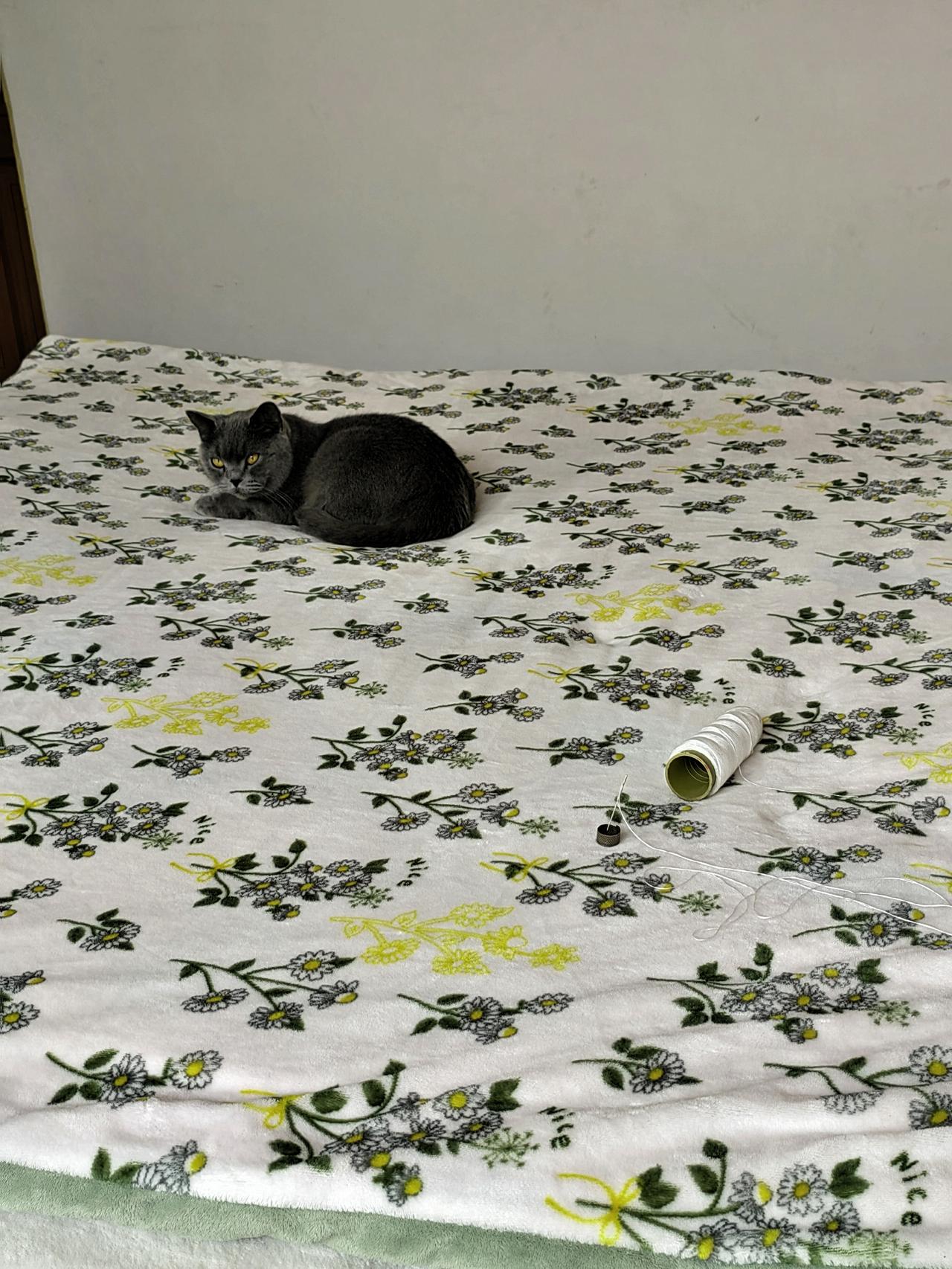 见过这么调皮捣蛋的猫孩子吗？我缝被子，刚把被面铺平整，我家蓝猫就跳上来，趴在被