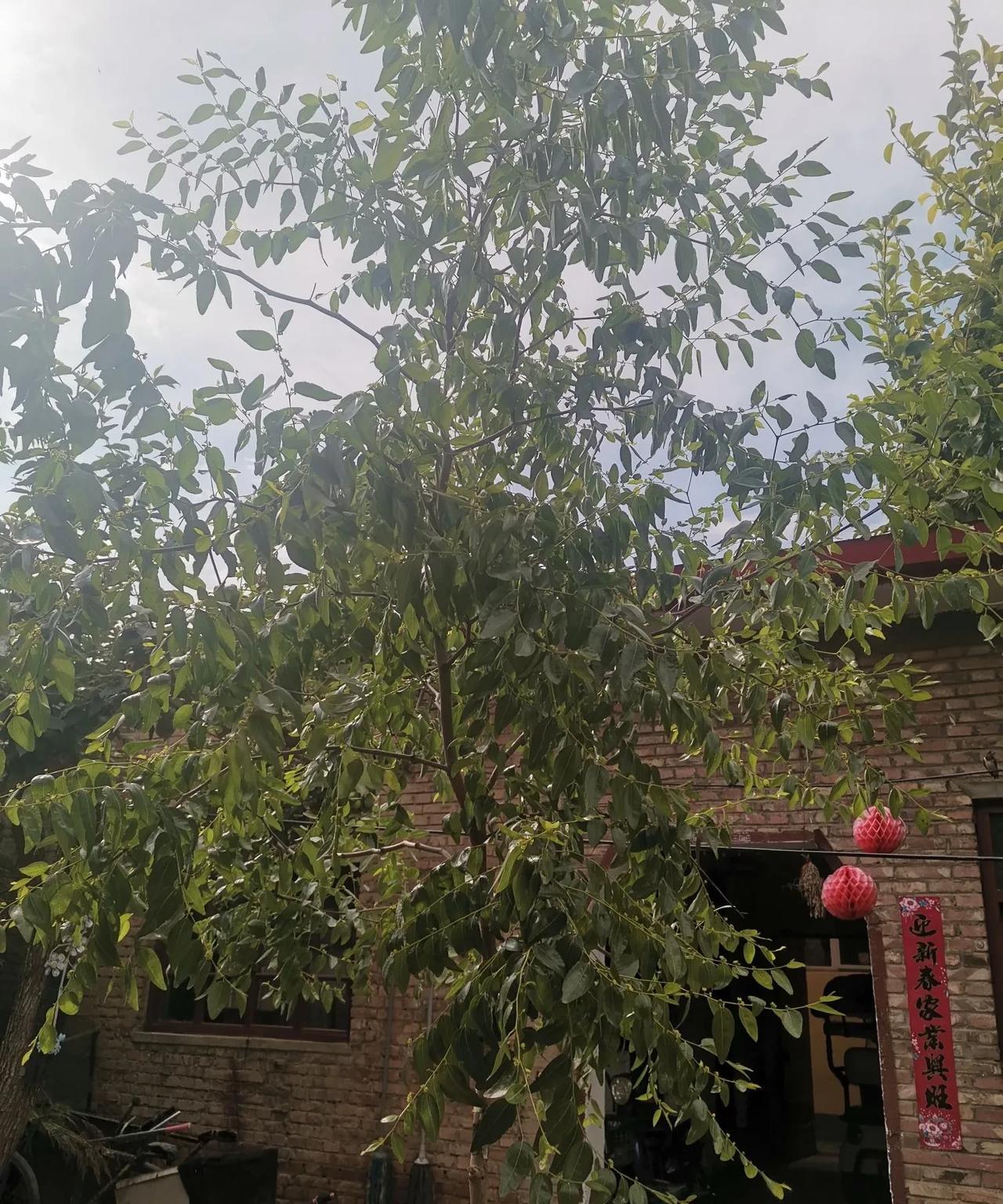 水一篇反正也没流量自家种黄瓜能吃了鱼缸里种水莲长好了两棵梨树又结满了果