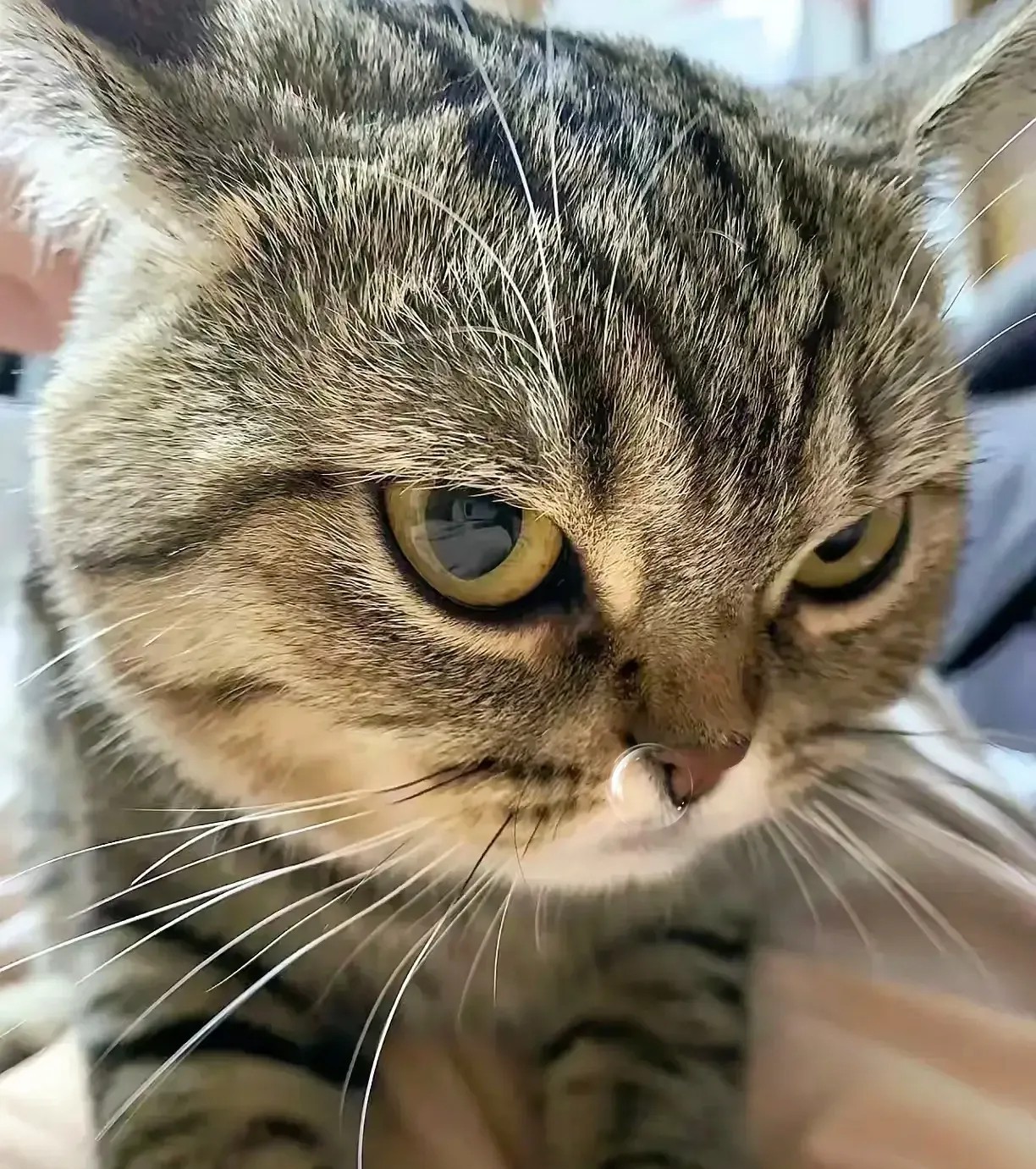 我爸养了半年的狸花猫，经常5.6天不回家，每次回来身上还总是香喷喷的。狸