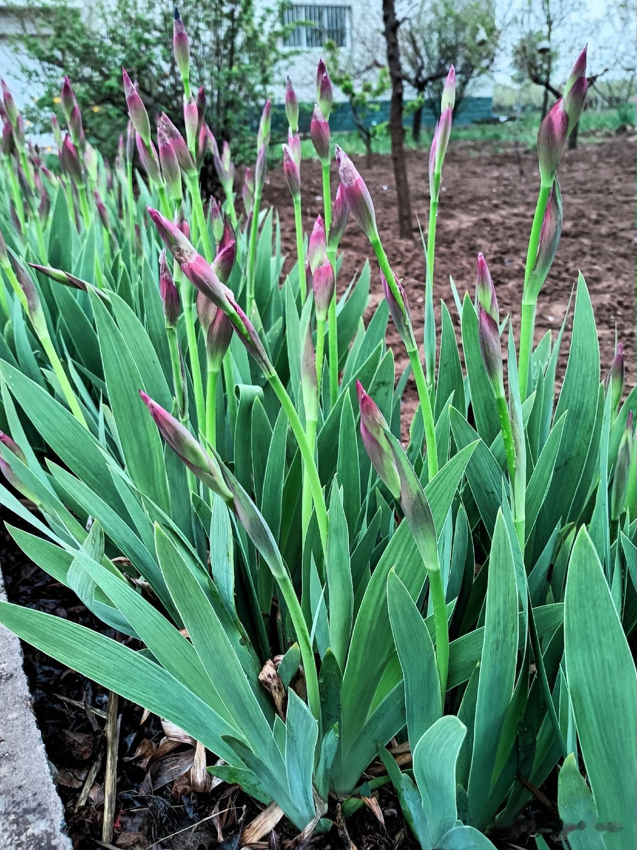 农民在能种菜、种庄稼的土壤里，种花种草，算不算很不正经庄稼人？