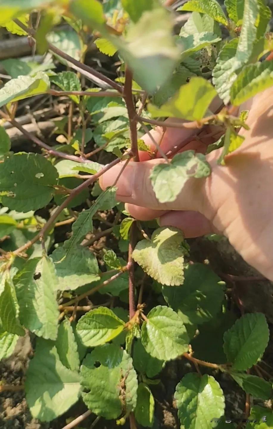 请注意看，这种农村常见的杂草叫甜麻，可能在很多人眼中是没用的杂草，但是有经验的村