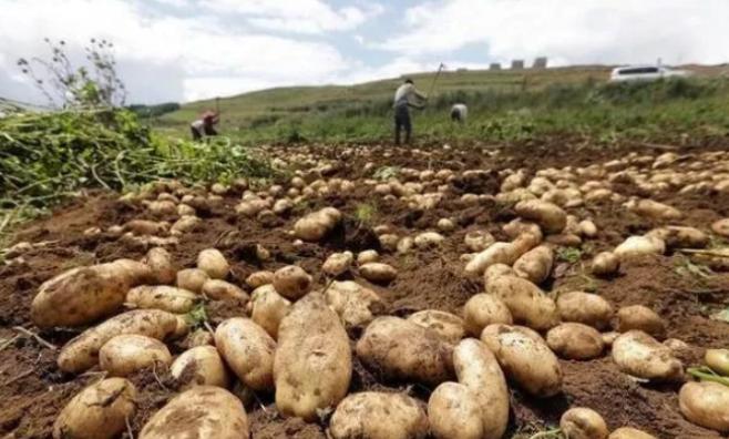 中国人为什么不把土豆当主食，而在欧美却是主食？其实原因很简单:逛菜场的时候总