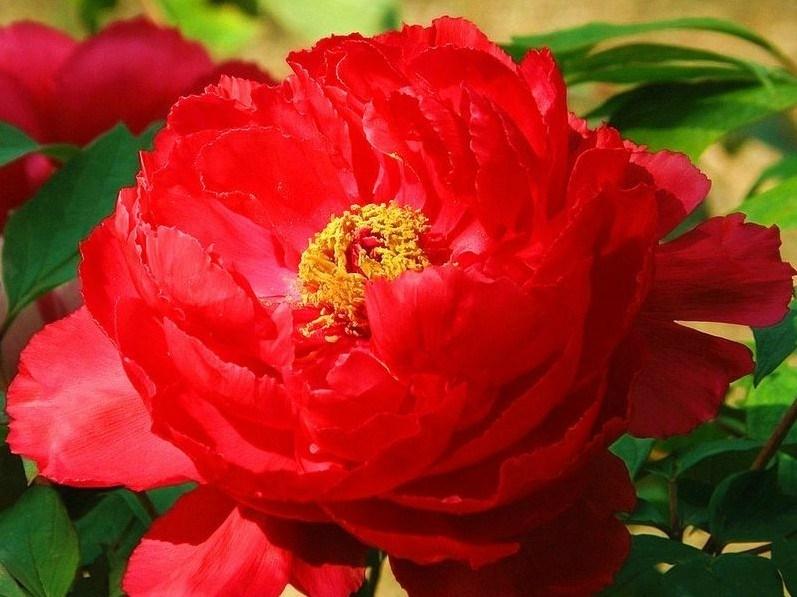 谷雨时节，牡丹盛开，不愧“谷雨花”之名。“唯有牡丹真国色，开花时节动京城”，如今