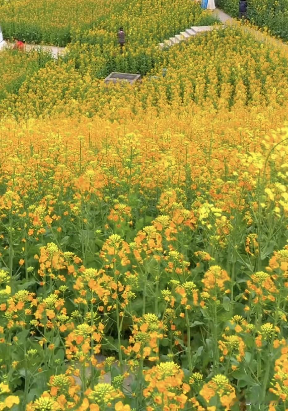 春天把调色盘打翻在了田野里，不只有金黄，还有粉的、白的、紫的温柔。风一吹