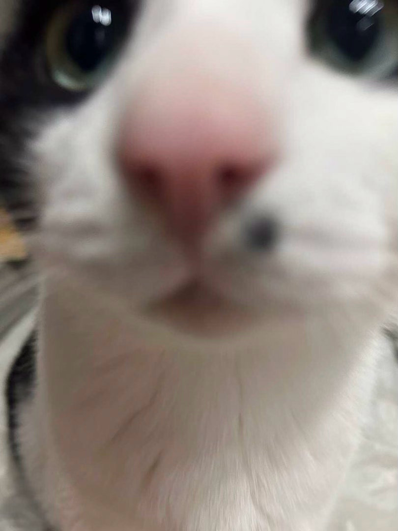 窝不几兜，窝鼠么耶不几兜。daily奶牛猫（投稿：）