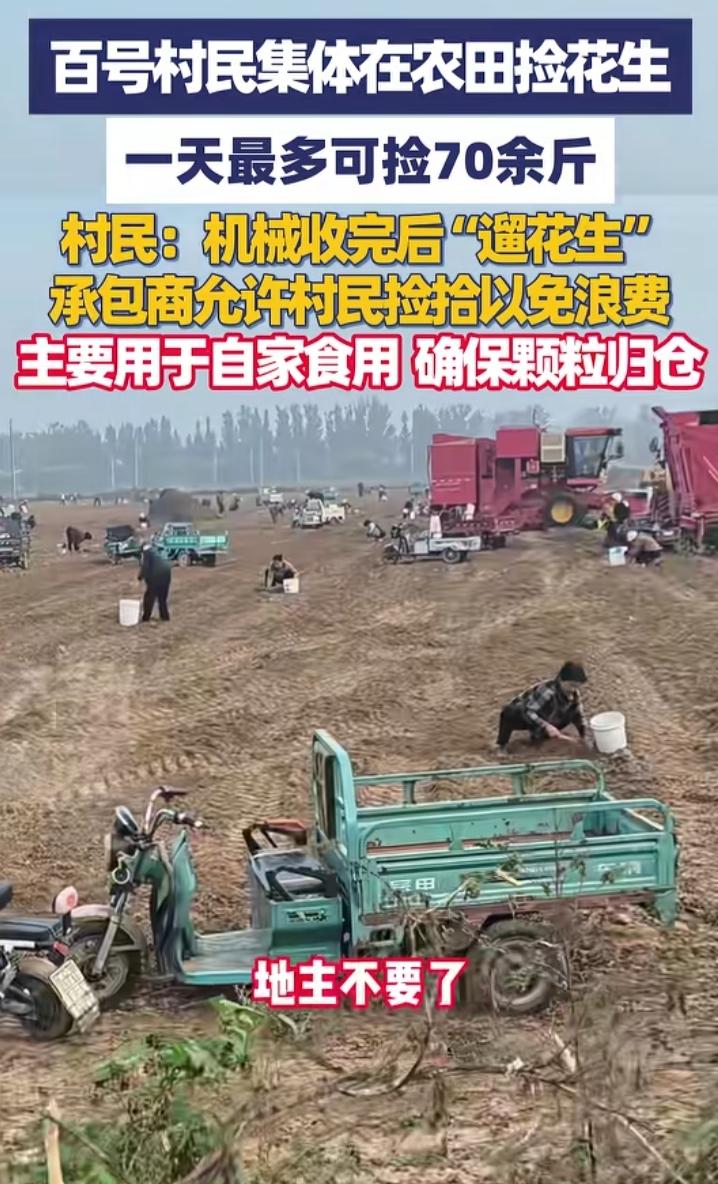 国庆期间，一家三口路过河北邢台，发现路边地里有很多零散的花生，他赶紧拿个袋子下车