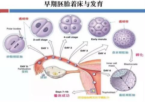 生化妊娠是咋回事? 和哪些因素有关?