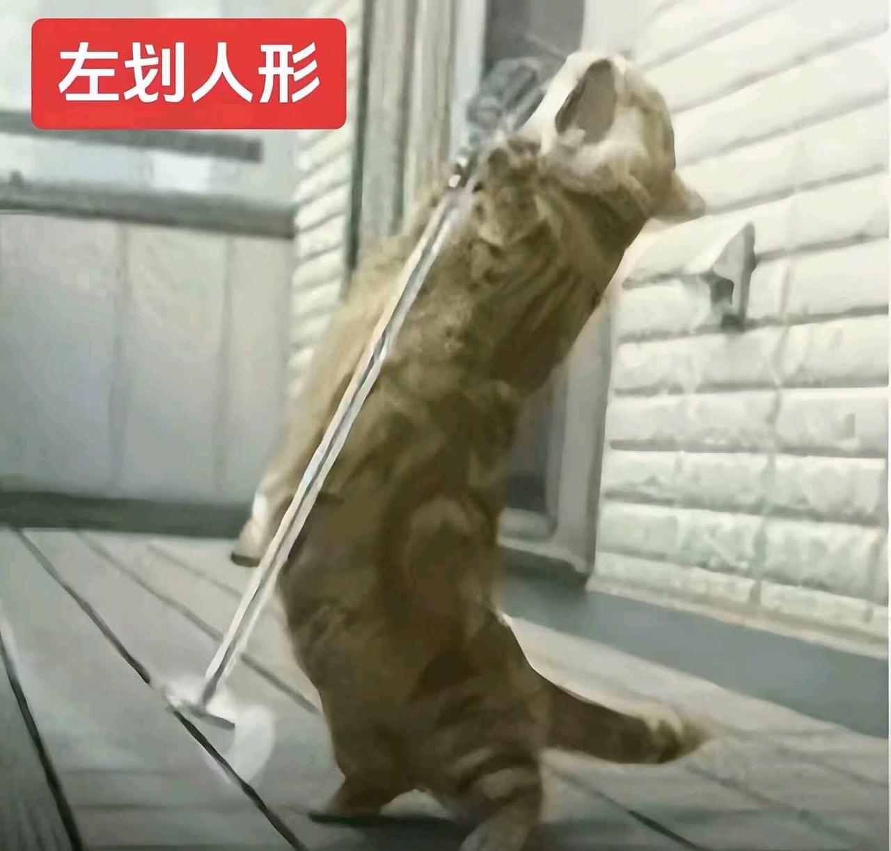 坤坤你是一只可爱的小猫咪😭蔡徐坤宗主
