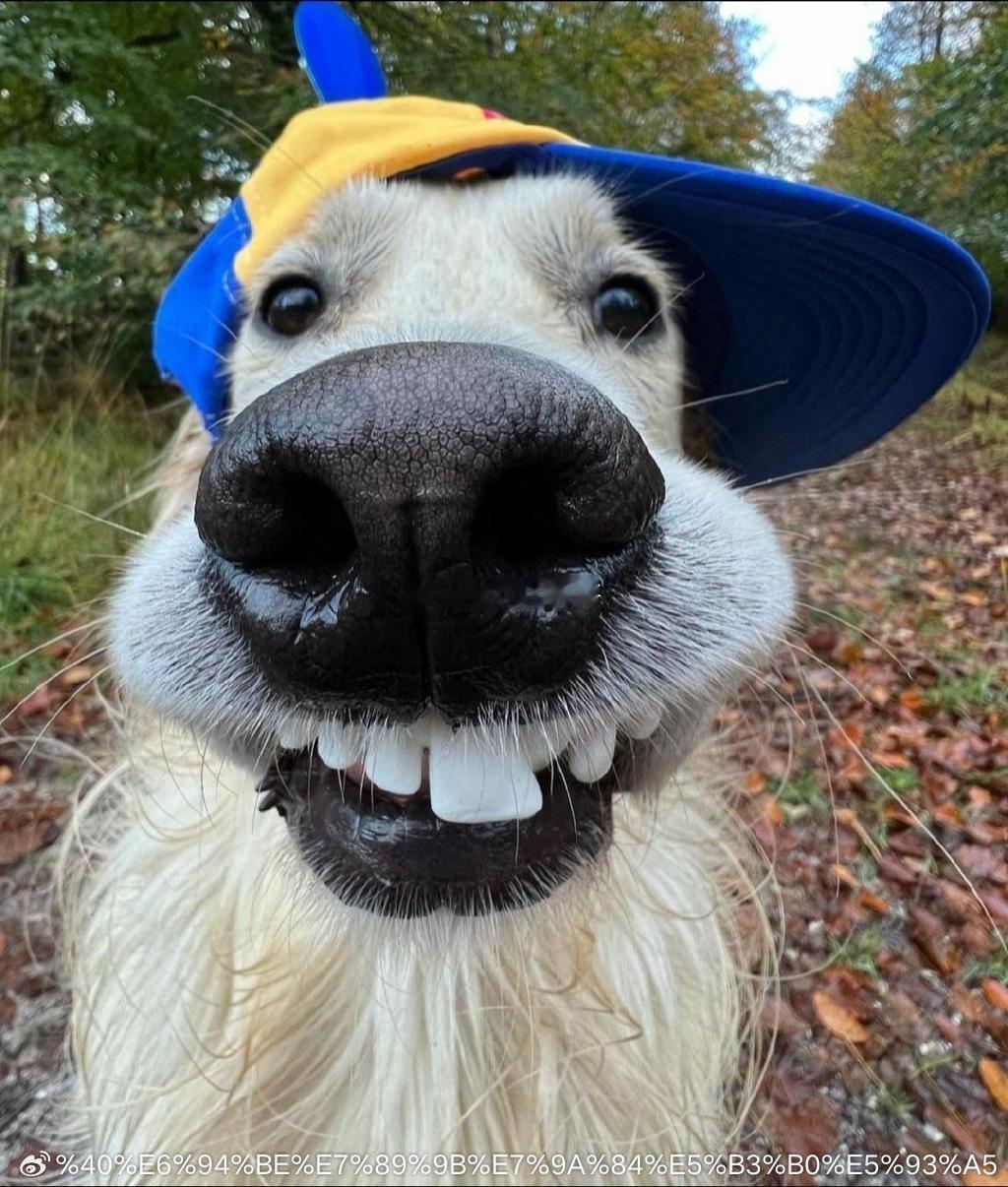 a股市场有一个规律。每年的12月都会出跨年妖股！第一，一般出现在11月，12初，