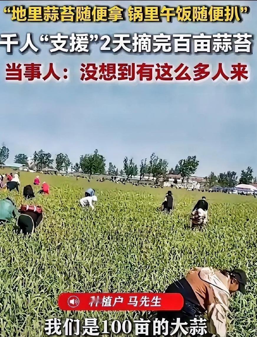 神操作！蒜农不送蒜苔不雇人。4月28日发布，江苏徐州，男子种了一百多亩大蒜熟了，