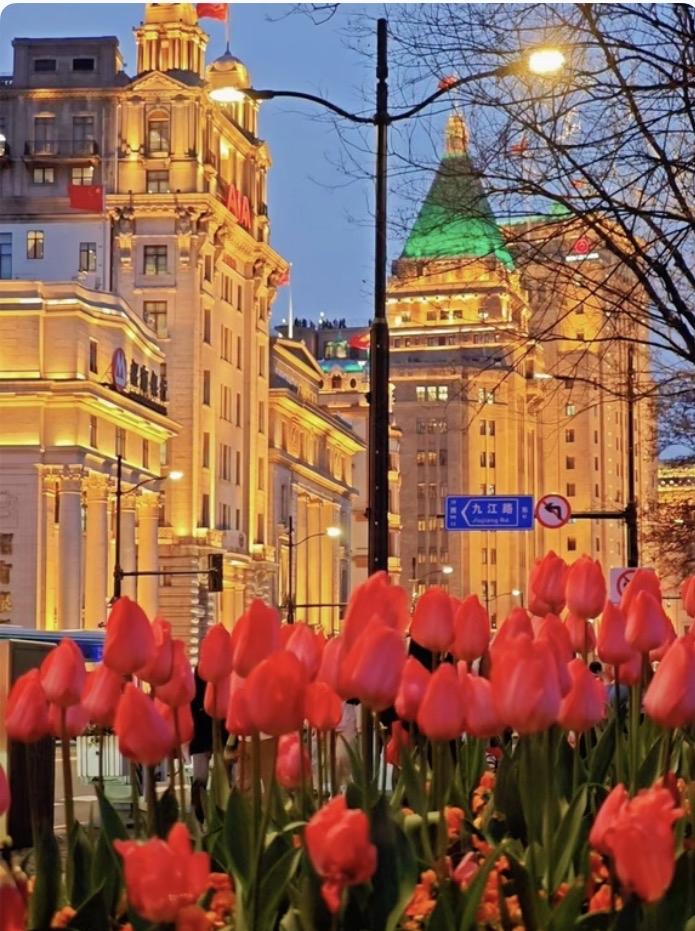 十里洋场，一花倾城外滩的郁金香开了。不是种下去的，是长出来的一一从上海的