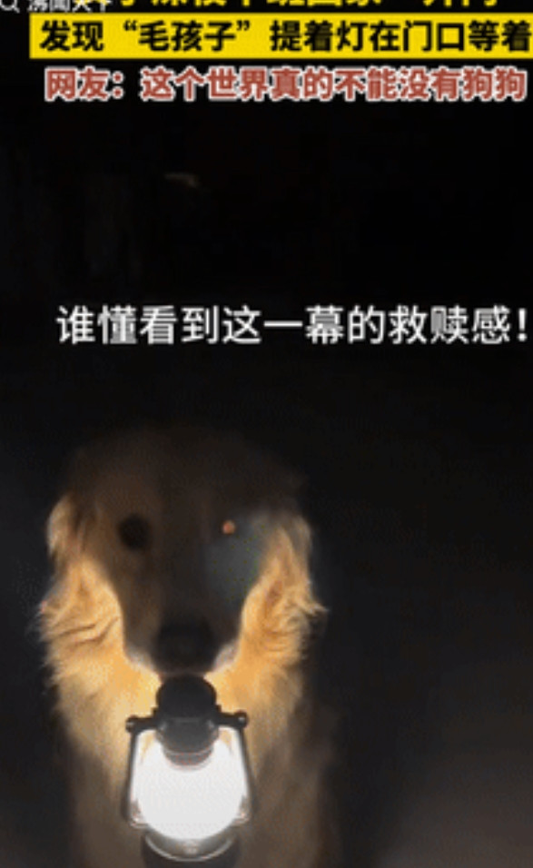 “泪目了！”吉林一女子深夜下班回家，打开家门，竟看到狗狗嘴里叼着灯在迎接她，女子