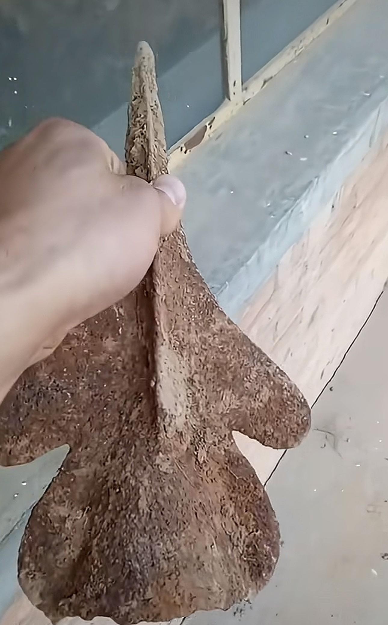 刚刚出土的古物，不知道什么东西，长得像飞机，问能不能换套房？