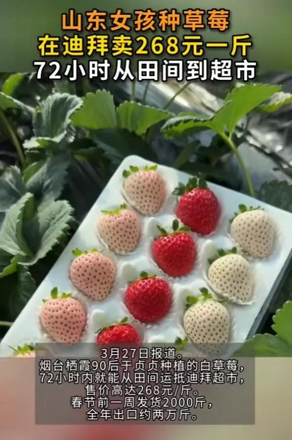 “简直赚翻了！”山东烟台，一女孩为了多赚钱，将自己种的白草莓卖到迪拜去，一斤就是