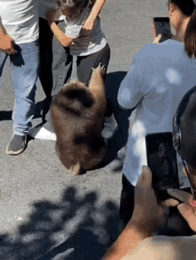 它已经袭击人类了，击毙它没问题吧？