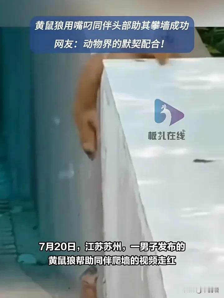 动物也有真情！7月20日，江苏苏州一名男子发视频称，自己打开窗户时，看见两只黄鼠