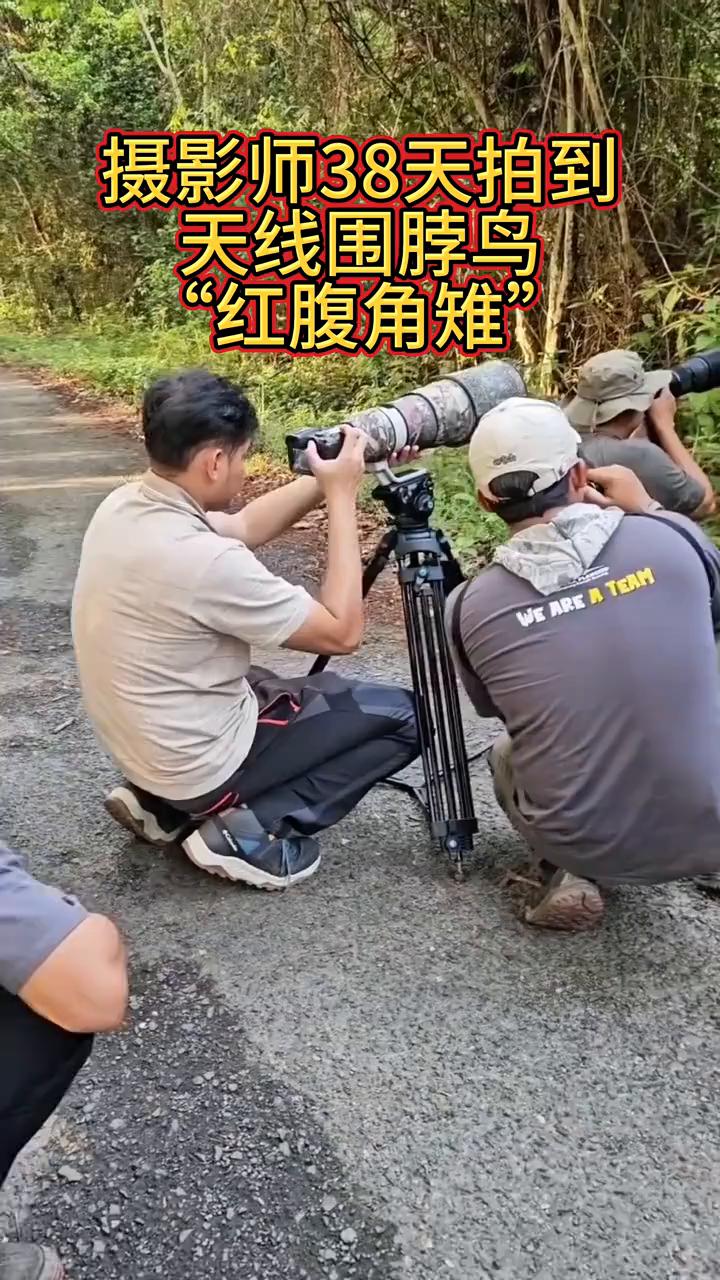 摄影师38天拍到天线围脖鸟。红腹角雉。