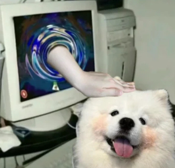 大家十一月有遇到什么小可爱吗？