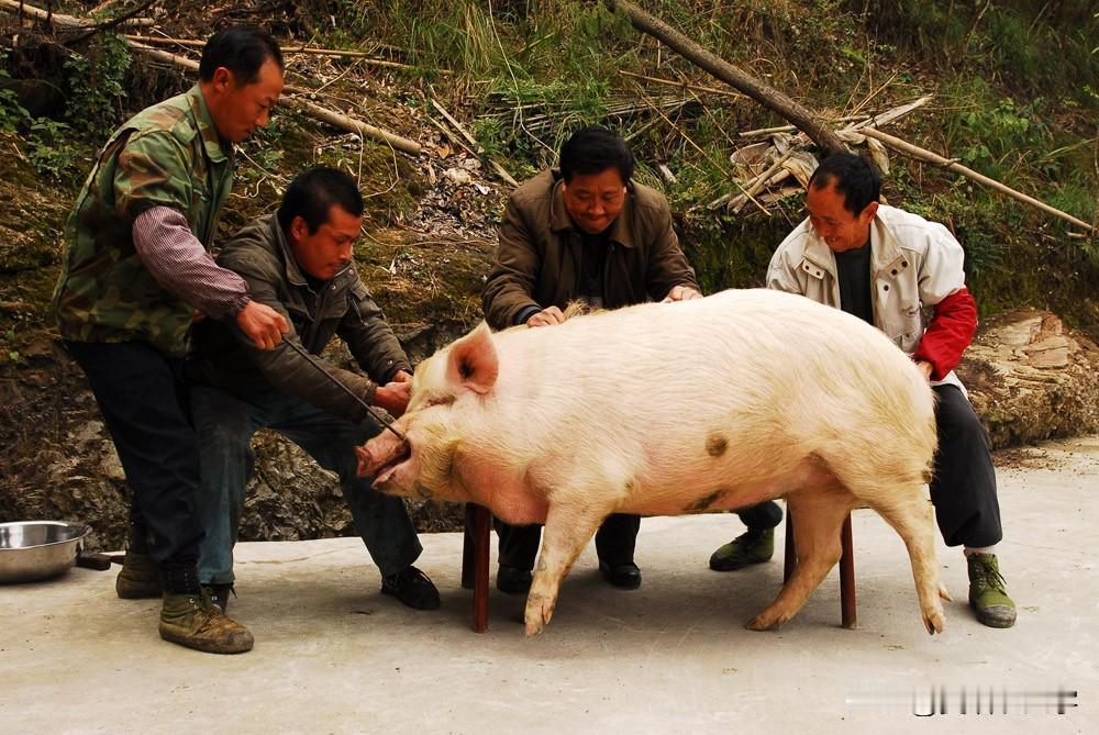 年关将至，也说杀年猪的儿时趣闻。那时候农民养猪自己只能吃半头猪肉，还要送一半给国