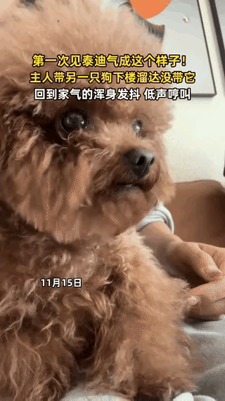 “解释不清了！”一博主养了两只泰迪，只因主人带另一只小的泰迪下楼遛弯，没带大的。