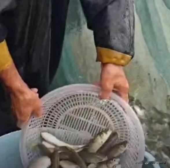 再过六十天就要到年关了，农民辛辛苦苦一年搞养殖，有些家庭养了猪，养了羊，养了鸡，