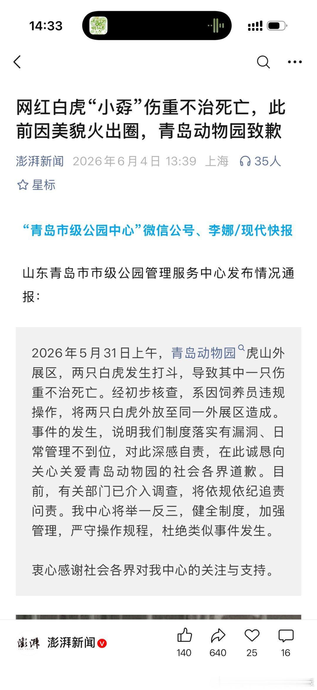 青岛动物园两只老虎打架，美貌白虎小孬被打丝。。。小扒菜说，东北的动物园，二十多只