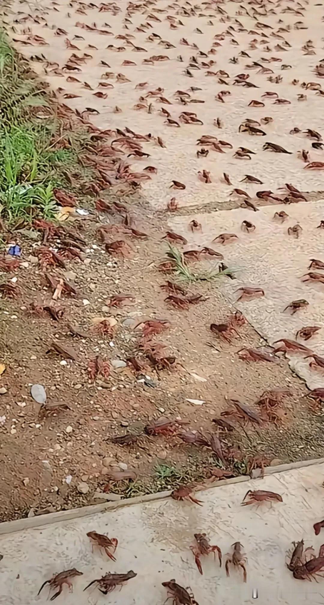 夏日生活打卡季马路上、草地边，满地的小龙虾，碰到这种情况，你会如何应对？