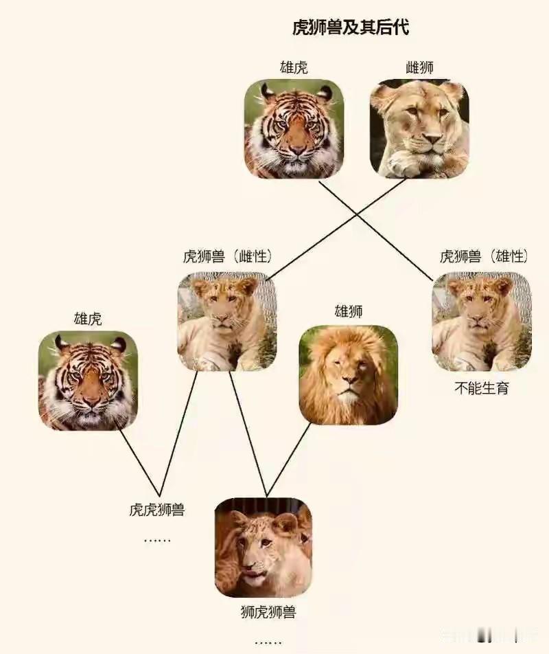 全世界动物园里养着那么多狮子和老虎，可你什么时候见过它们正儿八经谈恋爱生孩子的？