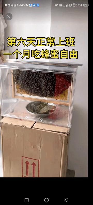 把蜜蜂当宠物，每天看它们上班。你的收获就是蜂蜜。这是最快乐一件事，养得最得心