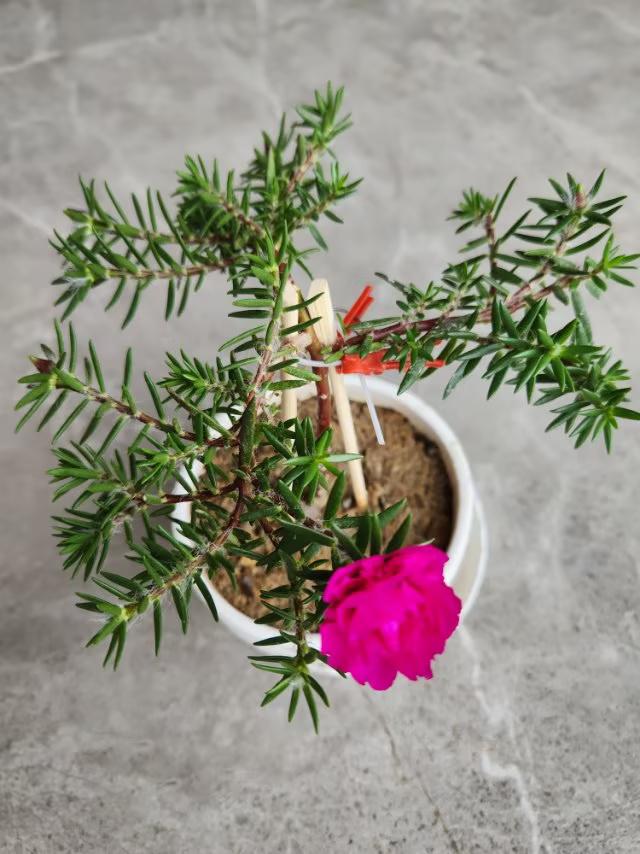 我的树形马齿苋冬季开花你相信吗？马齿苋夲来在夏季开花，可是我在夏季正培养它成为