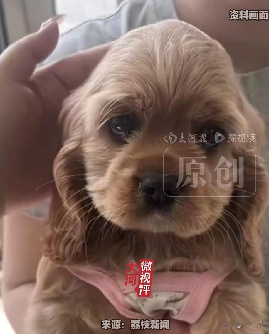 真没想到秦皇岛还出来一个女偷狗贼，现在全国人民都知道了！狗主人万先生是一个海