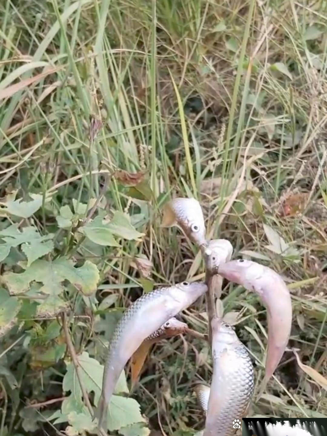 今日踏入田间割草，偶遇触目一幕：是谁如此狠心，竟将鲜活鱼儿悬挂于树梢，任其挣扎于